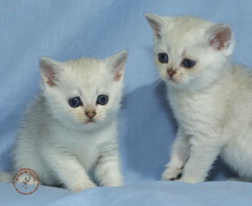 Cat 9W054D-285.JPG